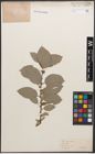 Foto von Salix caprea L. x Salix lanata L.